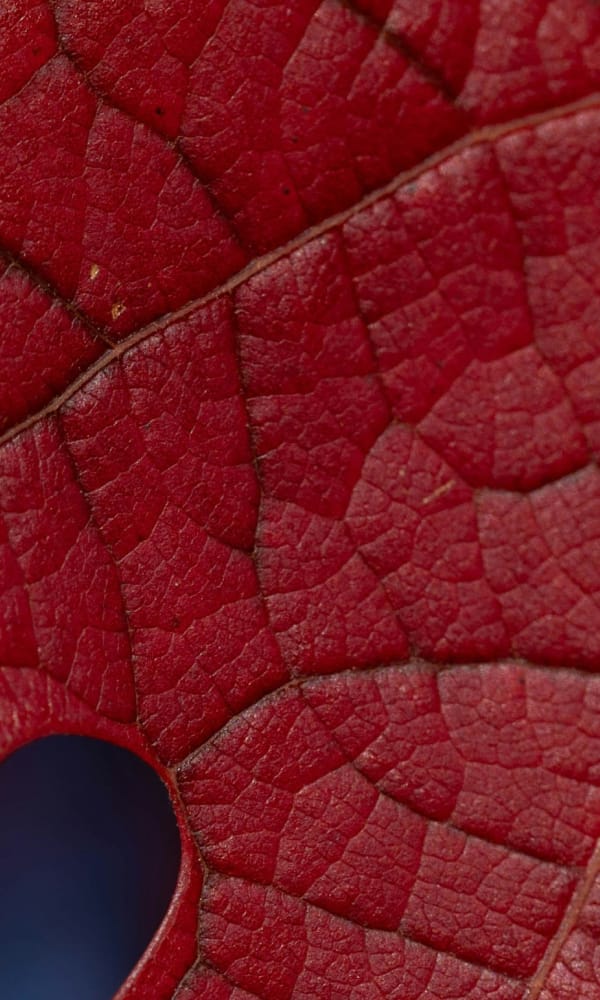 Dunkelrotes Blatt Detail