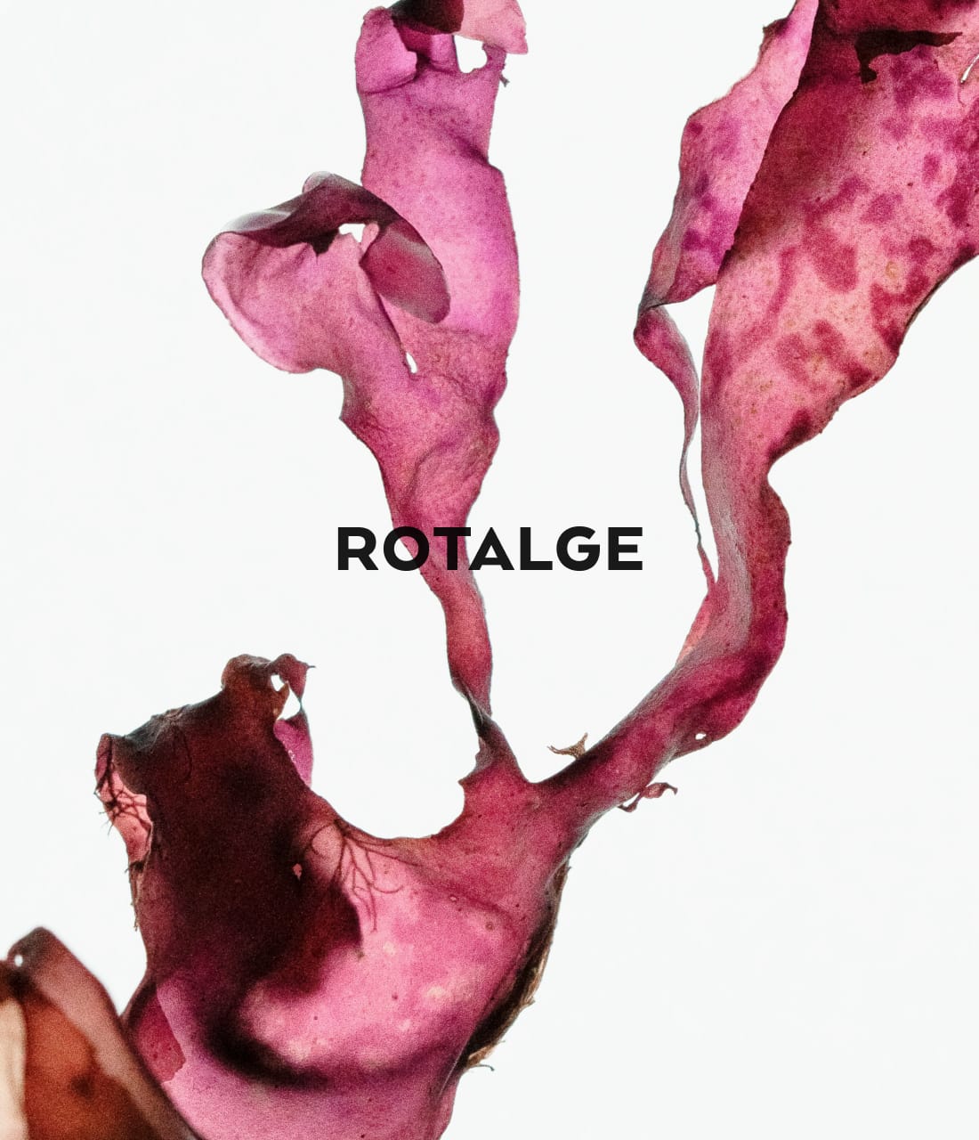 Rotalge Moodbild