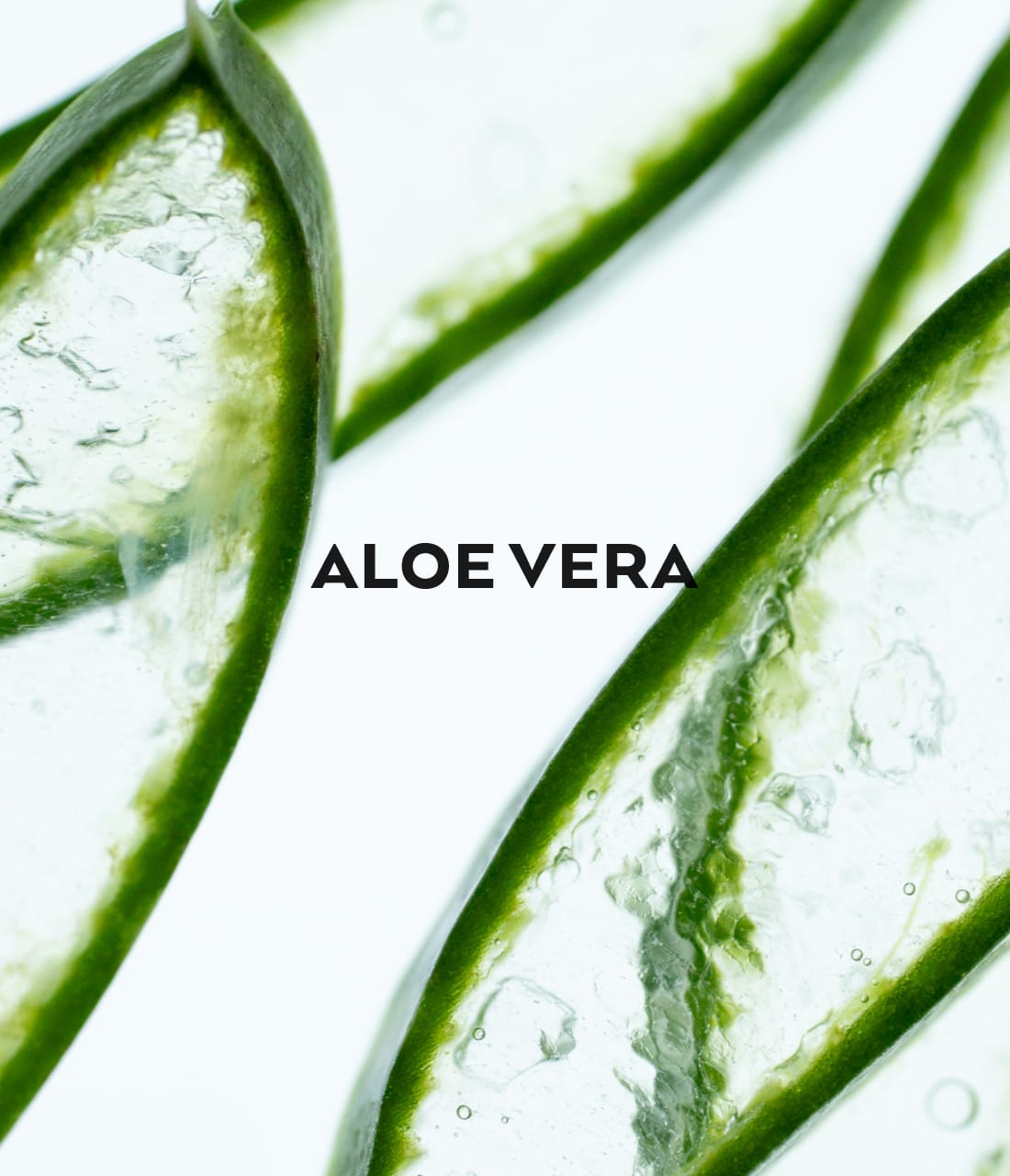 Aloe Vera Moodnbild