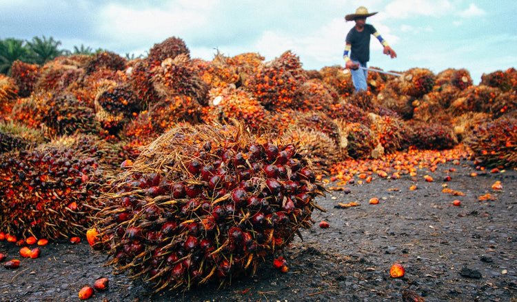 Das Palmöl Problem in der Kosmetik – 3 Facts, die Du wissen solltest