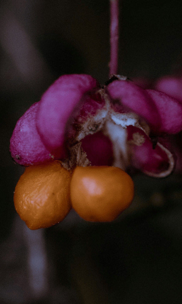 UND GRETEL Herbst Collection 2025