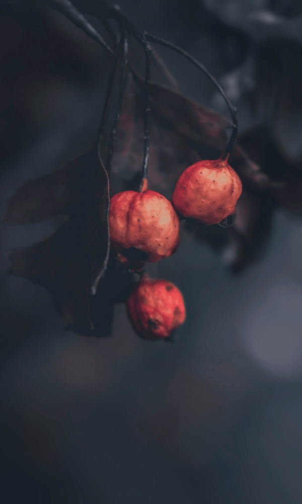 UND GRETEL Herbst Collection 2025